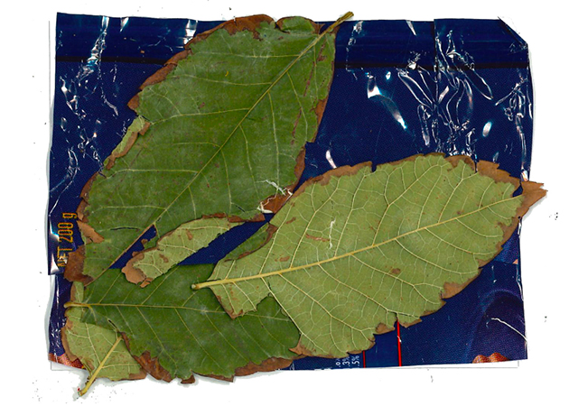 Sydney Assemblages - Other page 1